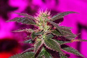 close up of a plant