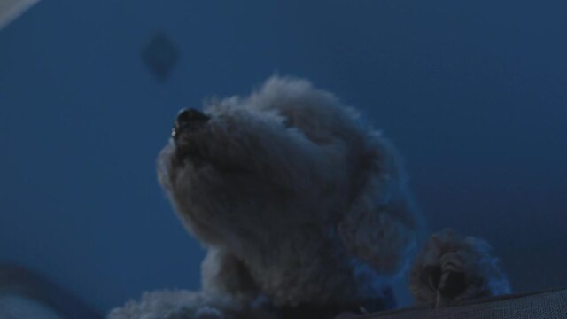 Alert and attentive poodle poodle dog filmed in low angle at night in his living room
