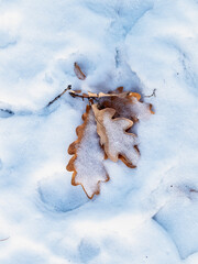 Close-up of dry oak leaf in snow