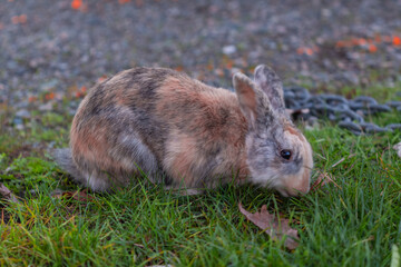 harlequin rabbit eating grass in the park, blurred photo.