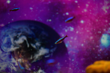 Neon fish swim in the aquarium on a beautiful background. Selective focus