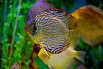 Discus in the aquarium. Fish swim in the aquarium