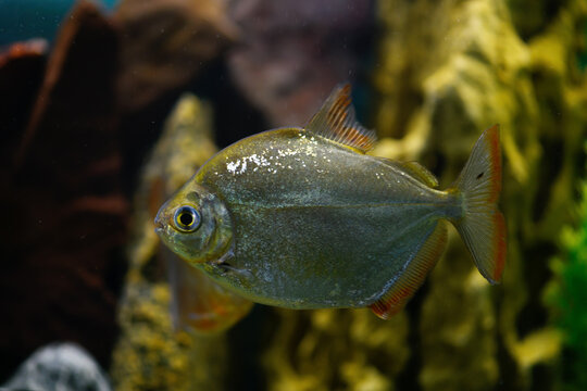 Fish is a Silver Metynnis swims in the aquarium