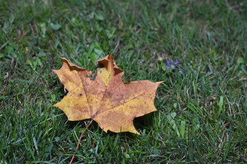 Leaf From A Norway Maple Tree In Autumn