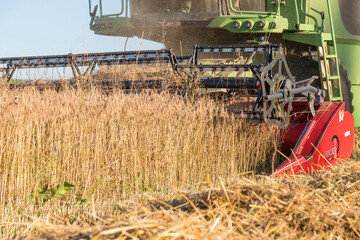 Fototapeta na wymiar Close Up Of Grain On A Grain Field With Combine Harvester
