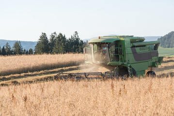 Fototapeta na wymiar Cornfield Is Harvested With A Combine Harvester - Grain Harvest
