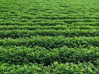 Peanuts farm, Peanut Field, Peanut Tree, Peanuts plantation fields, Farm land in India background