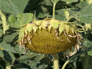 Sunflower Withered, Seed Pod