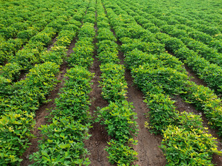 Peanuts farm, Peanut Field, Peanut Tree, Peanuts plantation fields, Farm land in India background