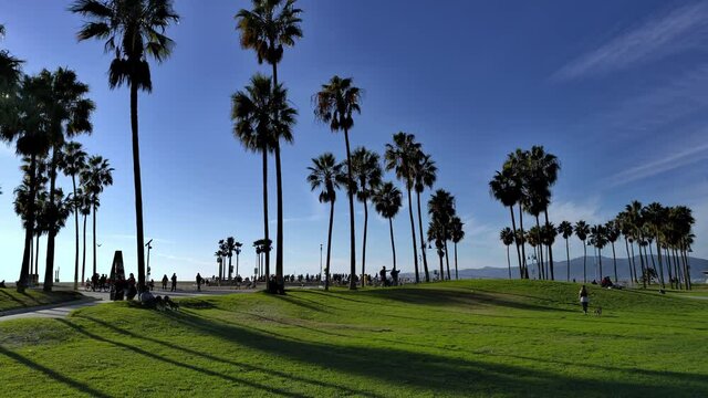 People walking between green grass fields and palm trees busy day at the Venice beach Boardwalk, in Los Angeles - static view
