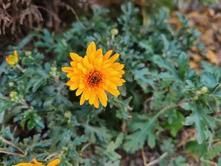 한국의 꽃 사진