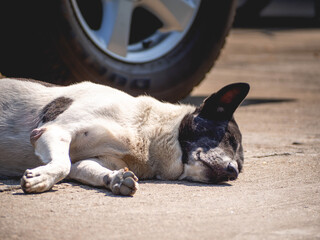 A sleeping black and white striped dog