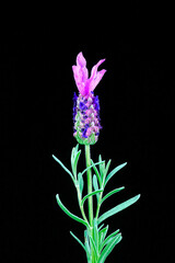 Fototapeta premium Lavender