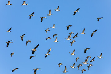Barnacle Goose