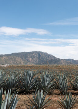 Plantas de agave en tequila