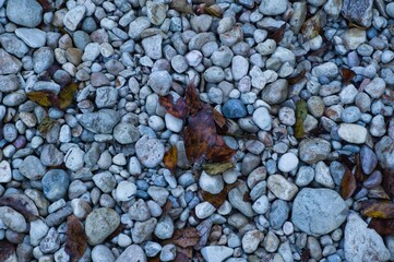 Vestigios de otoño, hojas caidas.