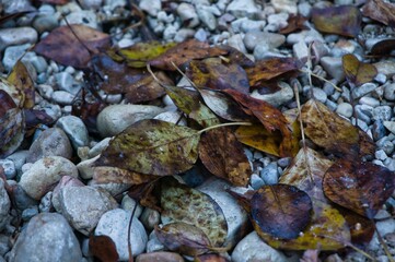 Vestigios de otoño, hojas caidas.