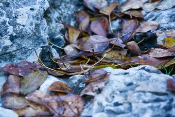 Vestigios de otoño, hojas caidas.