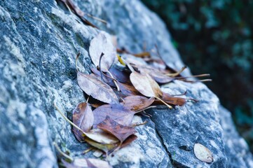Vestigios de otoño, hojas caidas.