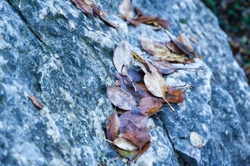 Vestigios de otoño, hojas caidas.