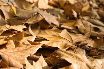 Vestigios de otoño, hojas caidas.