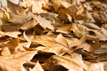 Vestigios de otoño, hojas caidas.