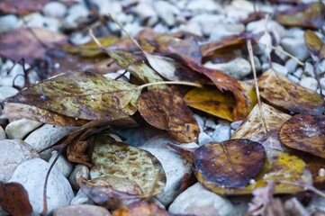 Vestigios de otoño, hojas caidas.