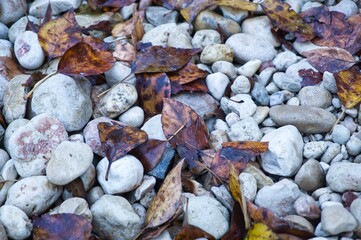 Vestigios de otoño, hojas caidas.