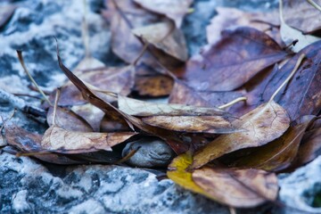 Vestigios de otoño, hojas caidas.