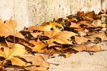 Vestigios de otoño, hojas caidas.