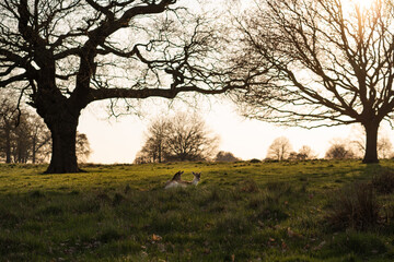 trees in the field