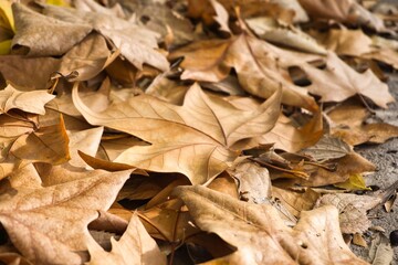Vestigios de otoño, hojas caidas.
