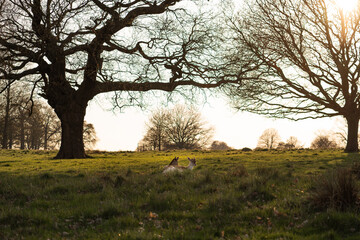 trees in the field