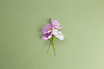 Common cosmos flowers on khaki green background. top view, copy space