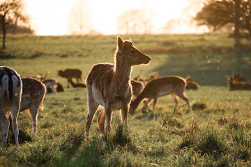 deer in the grass