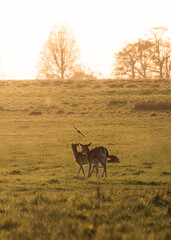roe deer in the morning