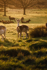 deer in the woods