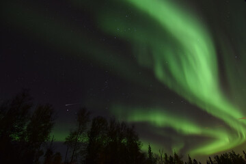 Fototapeta na wymiar Alaskan aurora borealis dancing in a winter sky