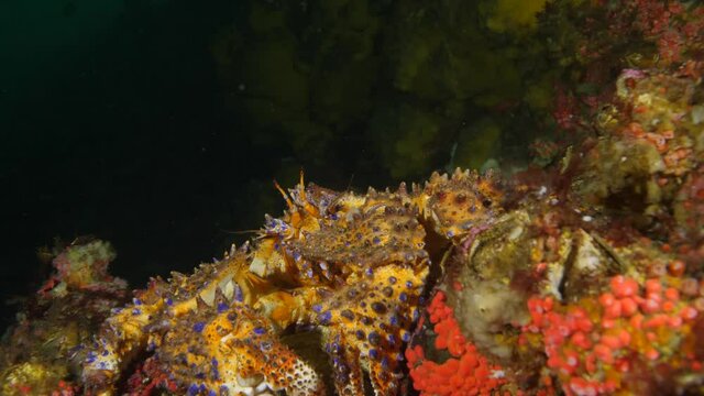 A pudget sound king crab resting on a ledge around 60ft below the surface.
Shot with panasonic GH5
Aquatica Digital Housing
Dual Big Blue 10,000 Lumen Video Lights