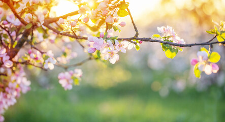pink and white apple flowers in sunlight outdoor