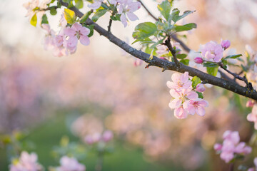 pink and white apple flowers in sunlight outdoor