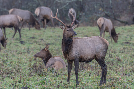 2020-12-14 A BULL ROOSEVELT ELK STANDING GUARD OVER HIS HERD IN THE BACKGROUND
