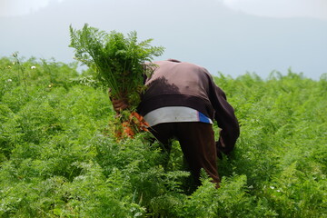 farmers harvest carrots in the fertile fields