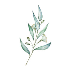 Watercolor eucalyptus branch with long leaves and flowers