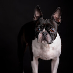 Fototapeta premium Boston Terrier Portrait