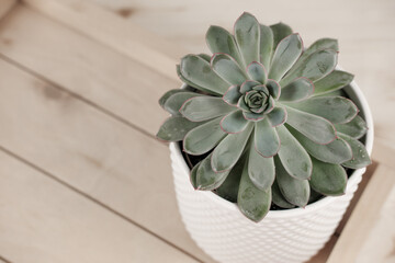 Top view of Echeveria imbricata or Blue Rose Echeveria, Succulent in a pot on wooden rack. Cacti,...