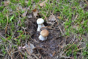 Wild Porcini Mushroom