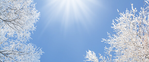 Winter blue sky and snowy tree