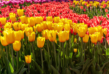 Assorted Colors of Tulip Bulbs