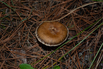 Seta de bosque en el pinar en otoño